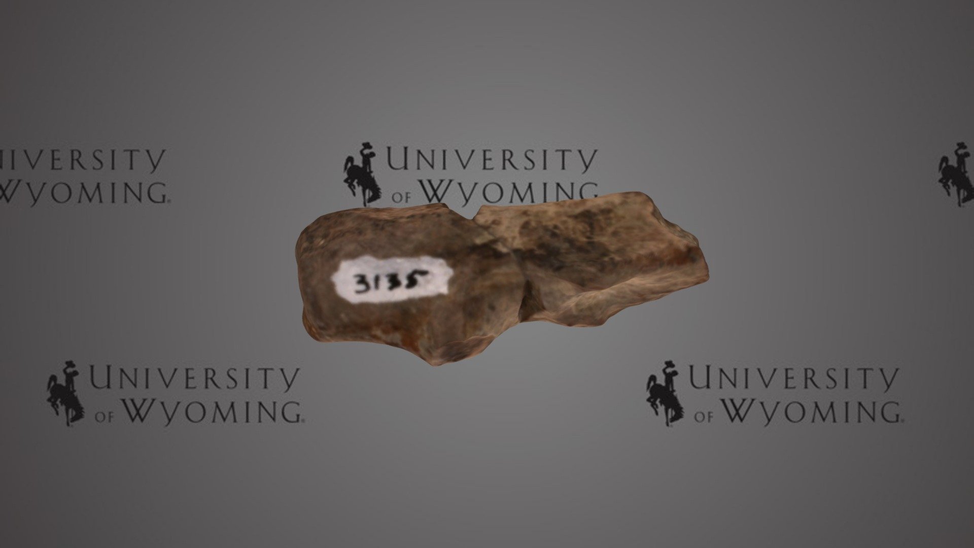 UW 3135 A - Hyrachyus sp., Partial Limb Bone