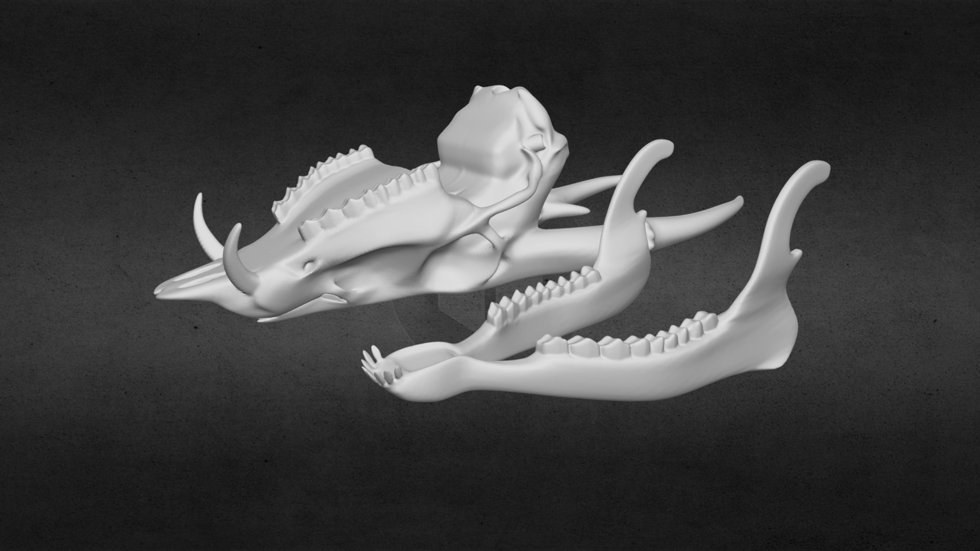 3D model Muntjac Skull (Chinese Water Deer) [For 3DPrint] - This is a 3D model of the Muntjac Skull (Chinese Water Deer) [For 3DPrint]. The 3D model is about a white skull with a black background.