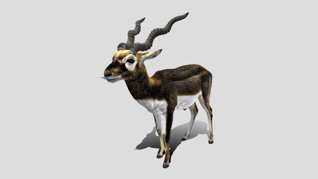 Greater kudu