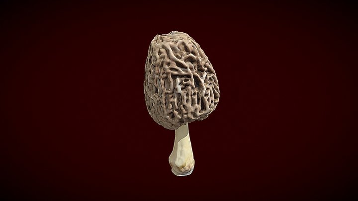 Morel Magic – Modelo 3D gratuito STL