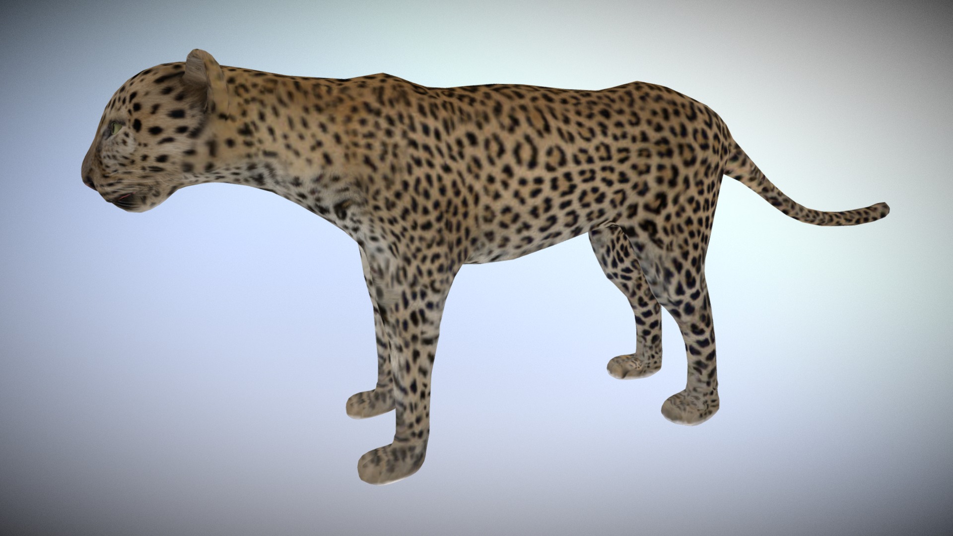 3D model leopard - This is a 3D model of the leopard. The 3D model is about a cheetah walking on a white background.