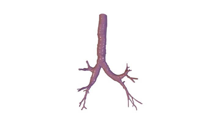 Árbol bronquial 3D Model
