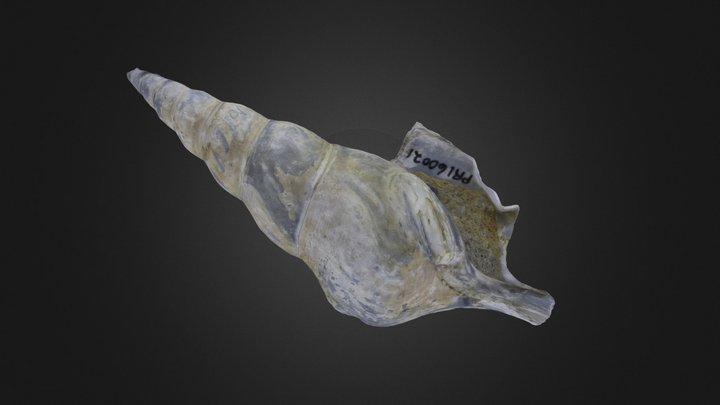 Gastropod: Struthioptera camachoi (PRI 60021) – Gratis 3D-model STL