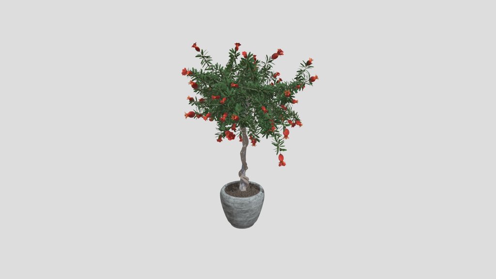 Pomegranate Bonsai
