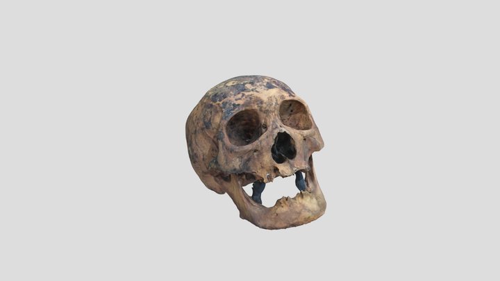 Skull fron Orto-Tokoi, Kyrgyzstan, 2024 3D Model
