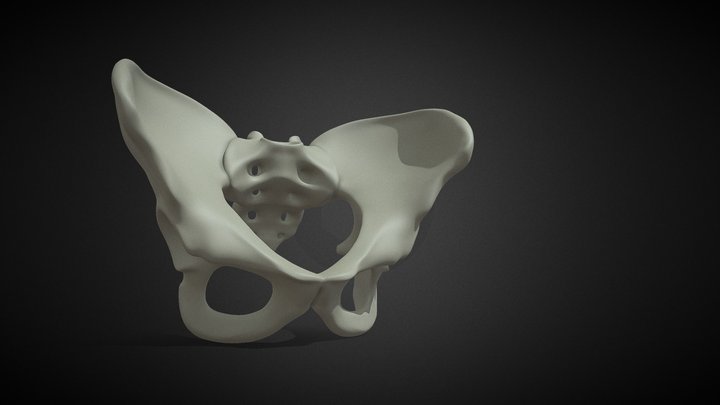 Pelvis