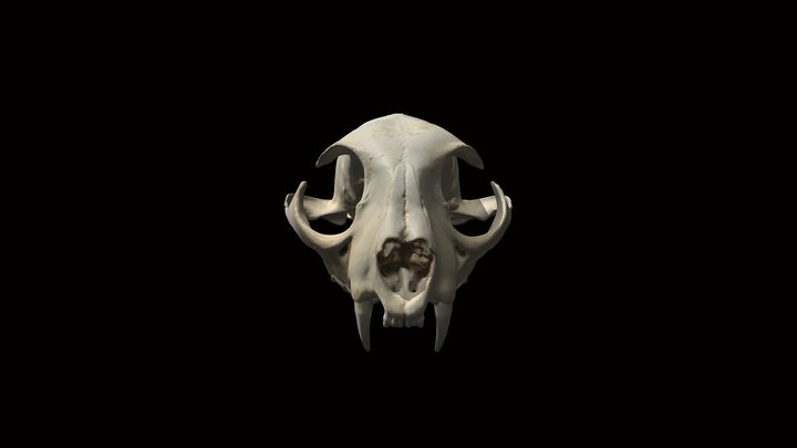 Lynx Cranium 3D Model