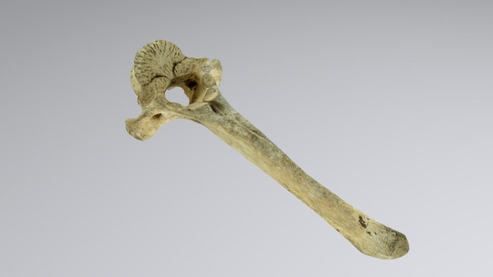 Tiny Back Bone 300k (4" long) 3D Model