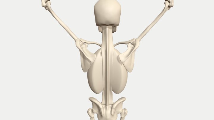 Scapulohumeral rhythm animated skeleton 3D Model