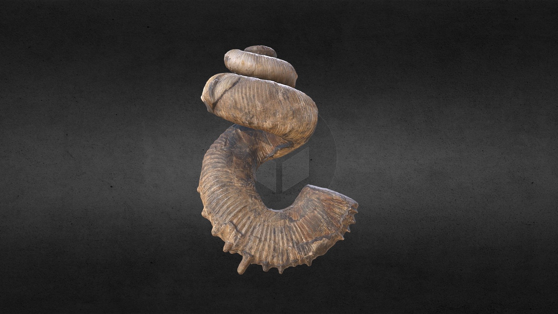 Didymoceras nebrascense