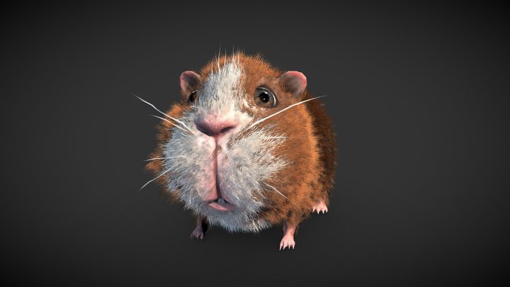 Guinea pig 3D Model
