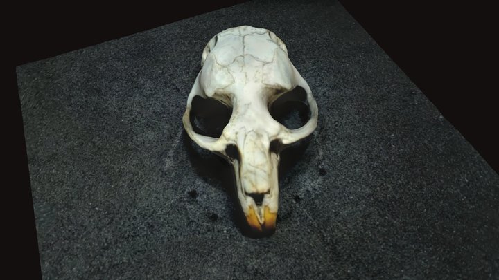 Mulot? 3D Model