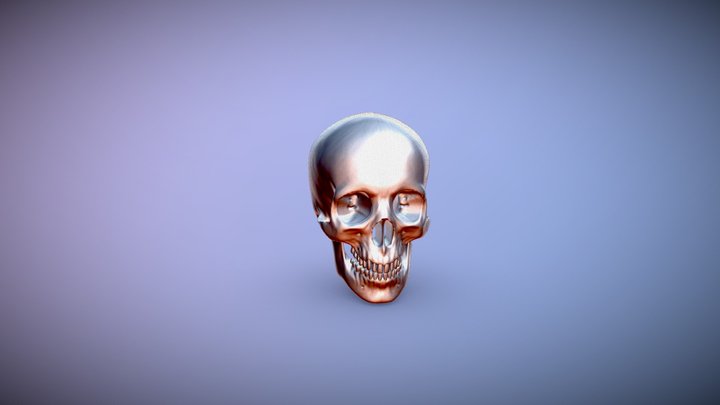 Human skull. 3D Model
