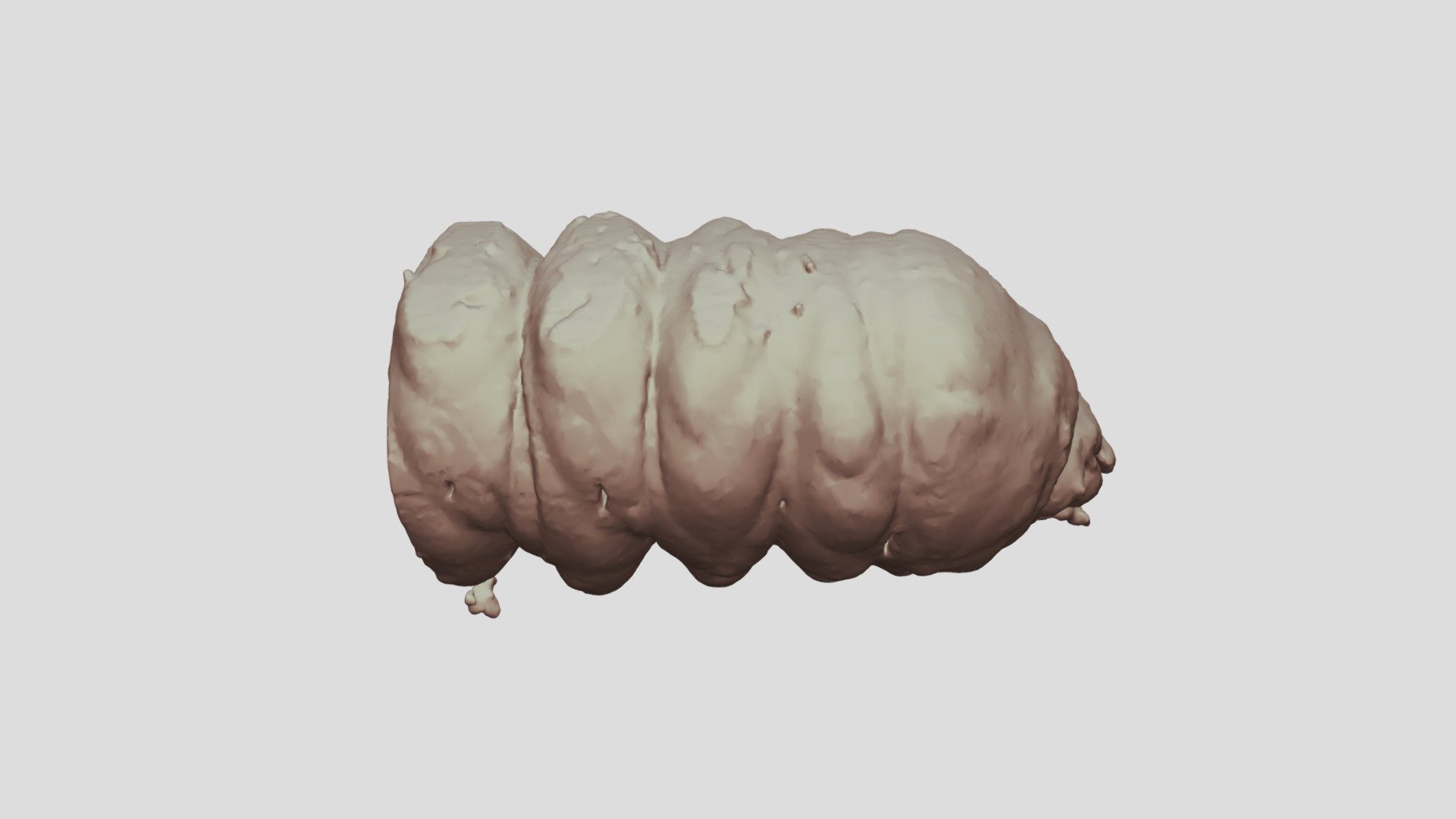 Cacosceles newmannii larva. Sample Nr32