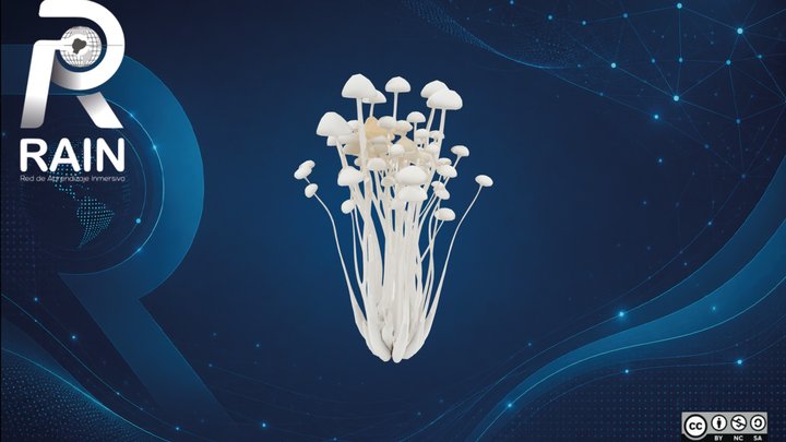 Portobello (Agaricus Bisporus) – Free 3D Model STL