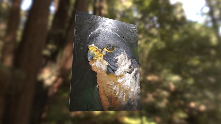 Peregrine Falcon | VR Oil 3D Model
