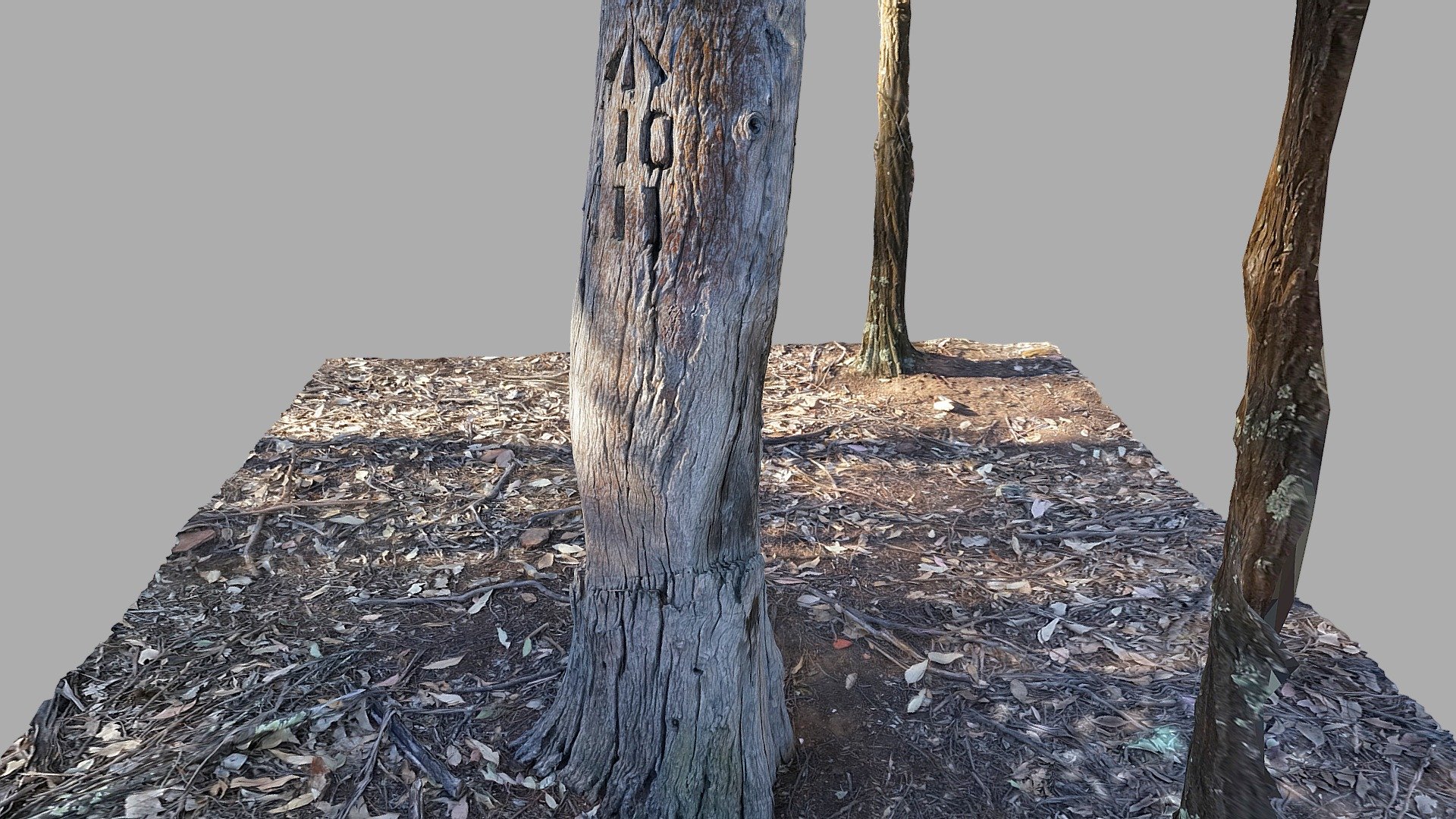 Tree trunk with surveyor mark