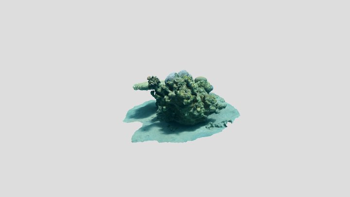 Coral Head at 5 m Depth, Eilat KZA 3D Model