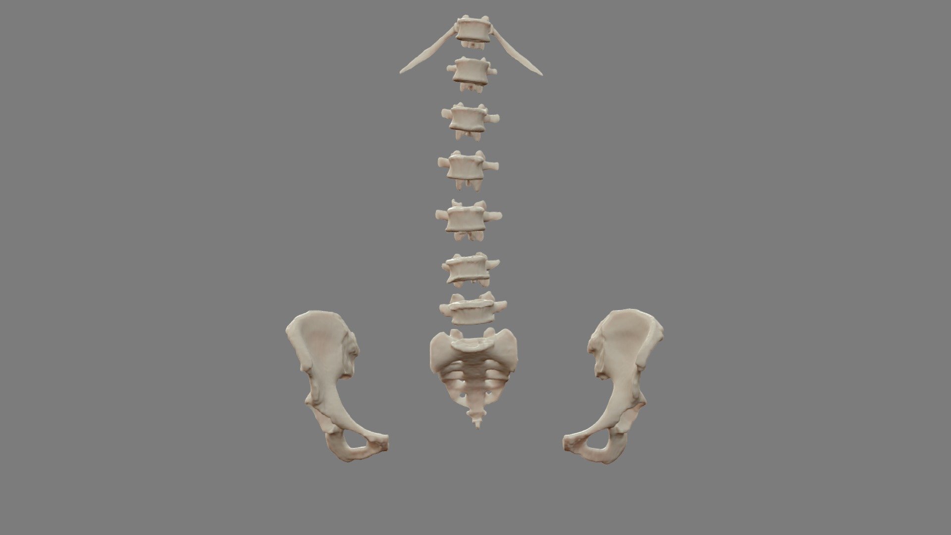 6th Lumbar Animation 3d Model By Terrie Terrielsimmons E26d74b