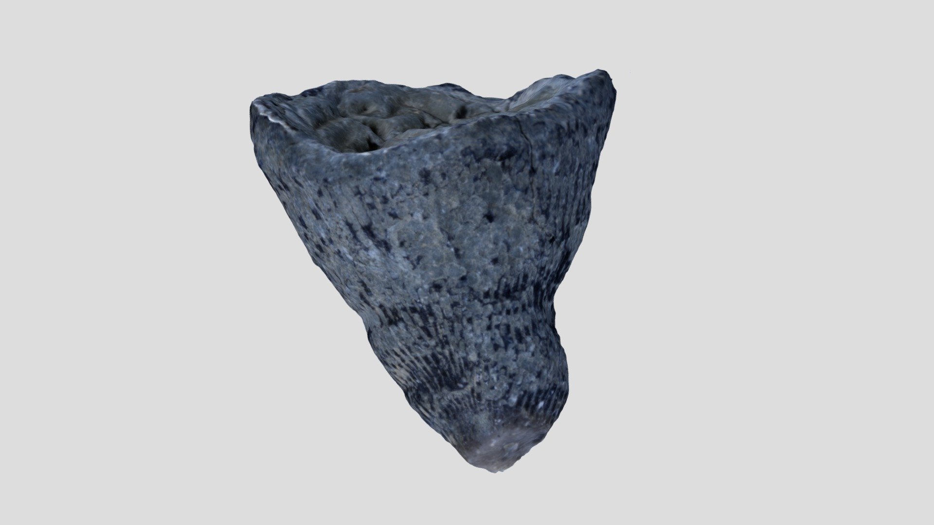 Solitary rugose coral
