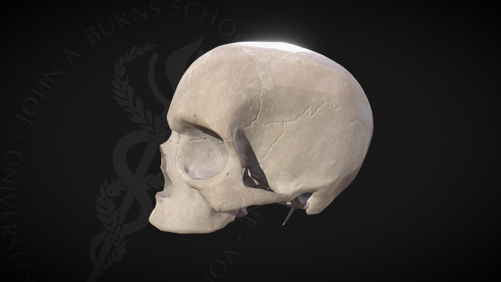 Temporal bone sutures and occipital features 3D Model