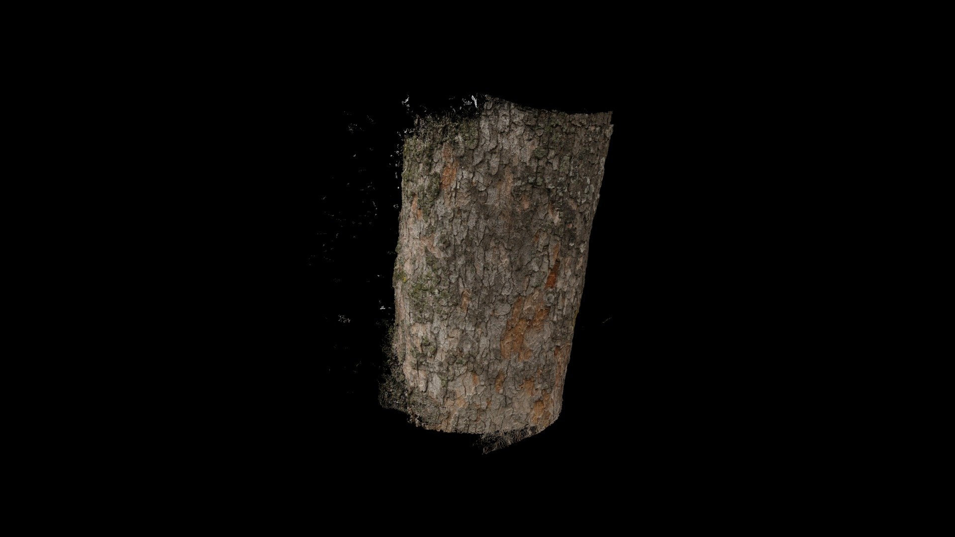 Astigar Zuria / Sycamore