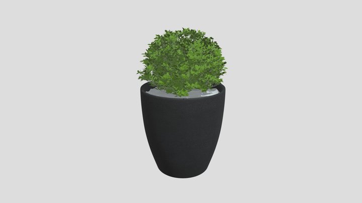 Boxwood Plant