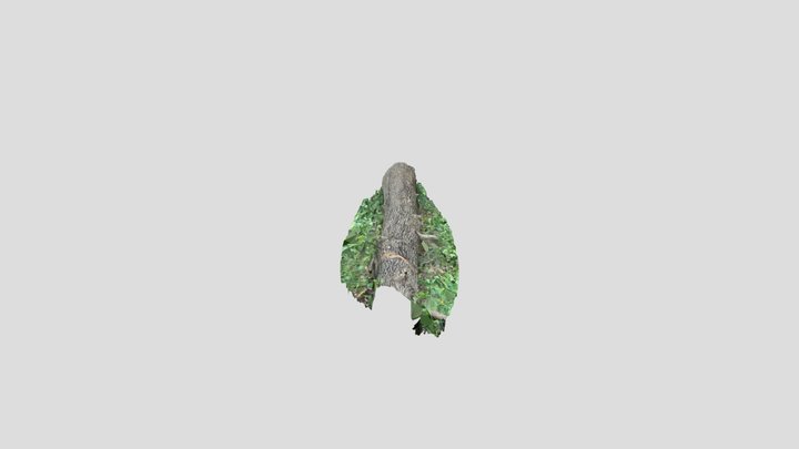 Oak 600Mm Diameter