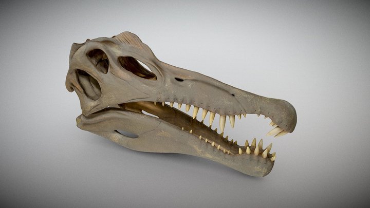 Spinosaur skull (Oxalaia quilombensis) 3D Model