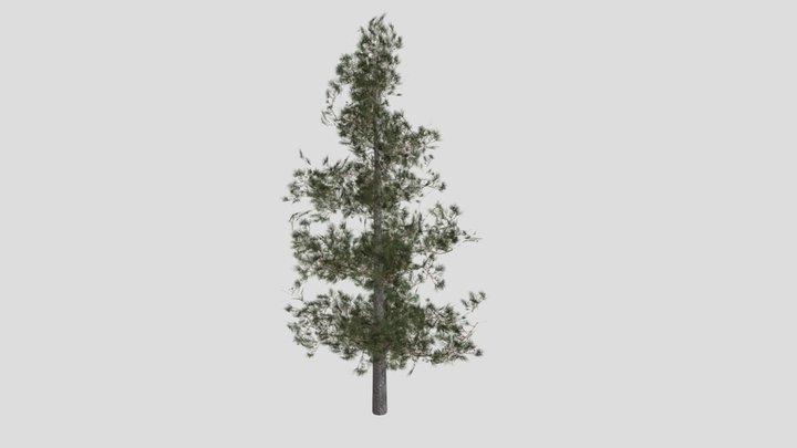 Ponderosa Pine_ 3D Model