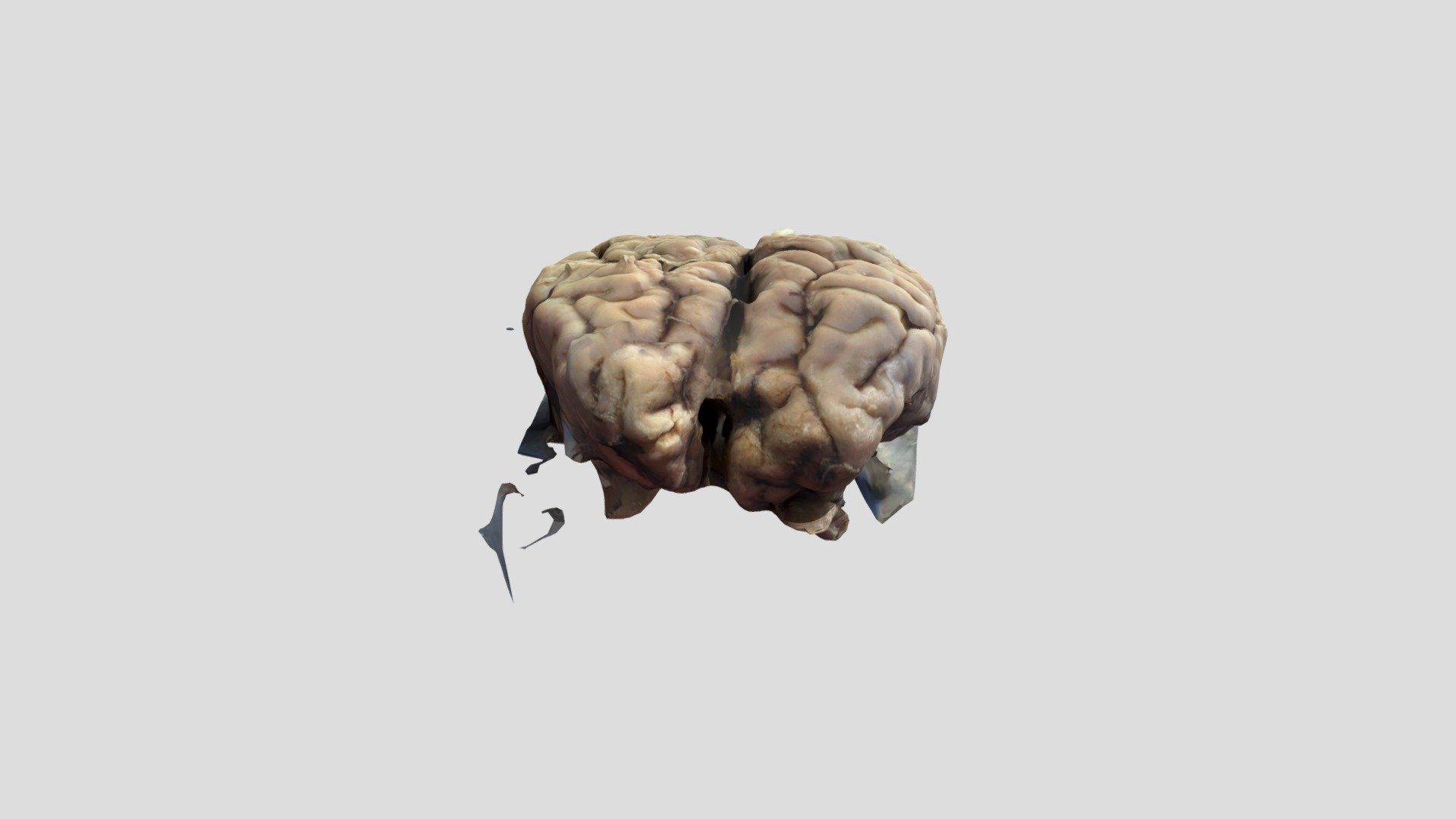 poly2 - 3D model by Emily Córdova (@EmilyCordova) [e27a00e] - Sketchfab