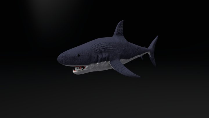 Shark 3D Model