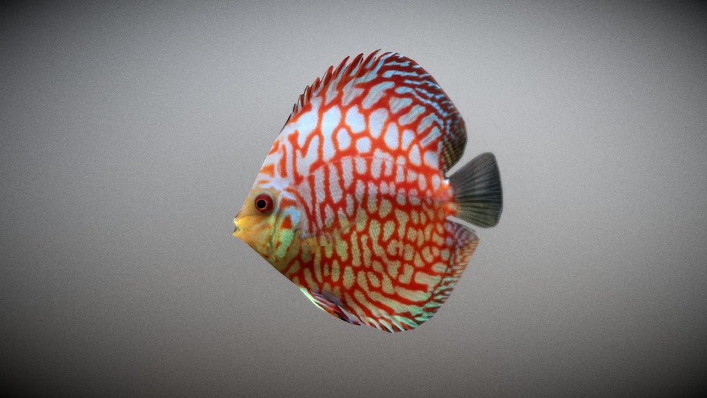 Discus 3