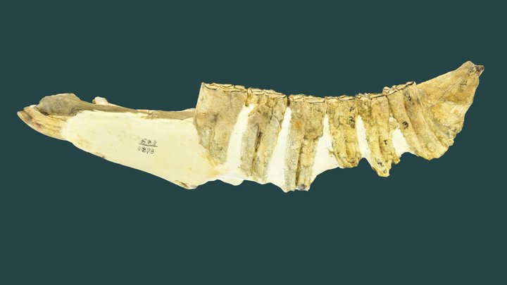 Published_IVCM_537_0_V_1873_1_Dinohippus_Mand 3D Model