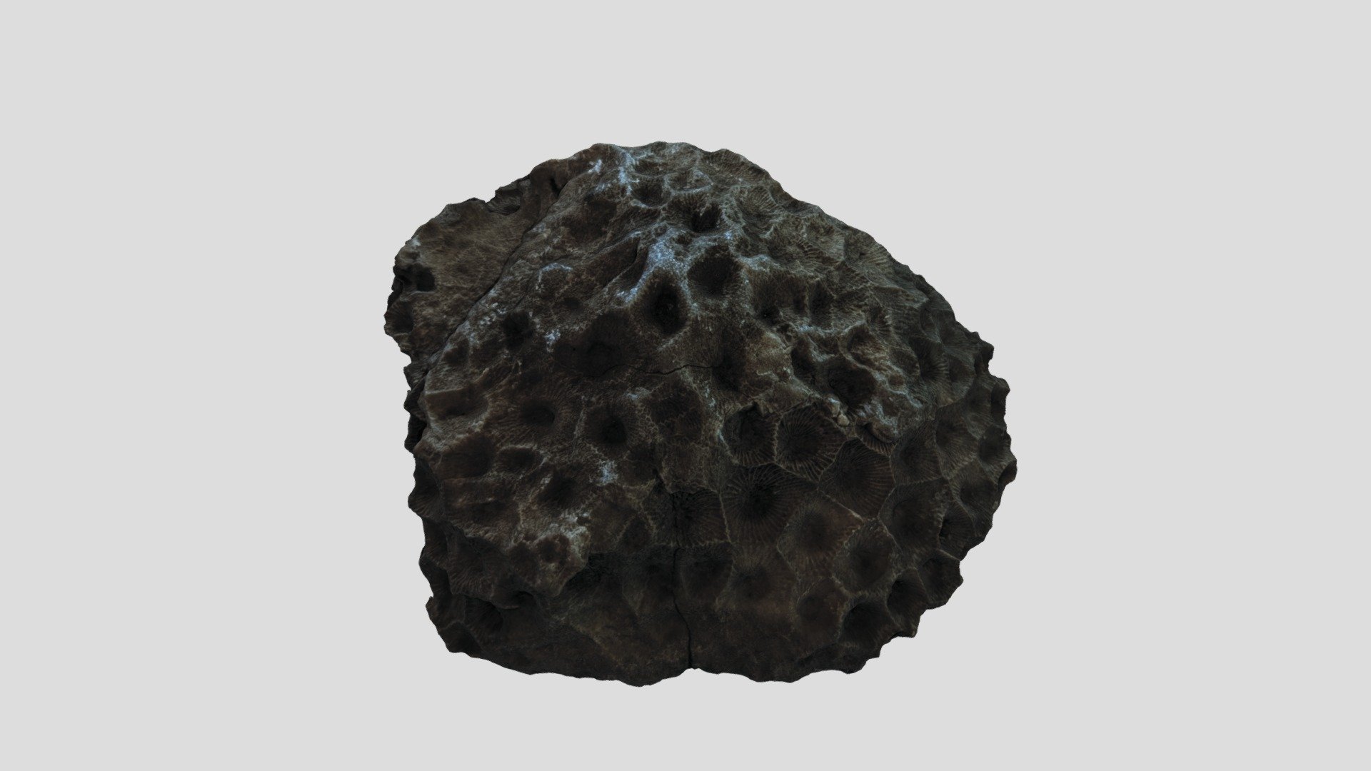 Hexagonaria percarinatum