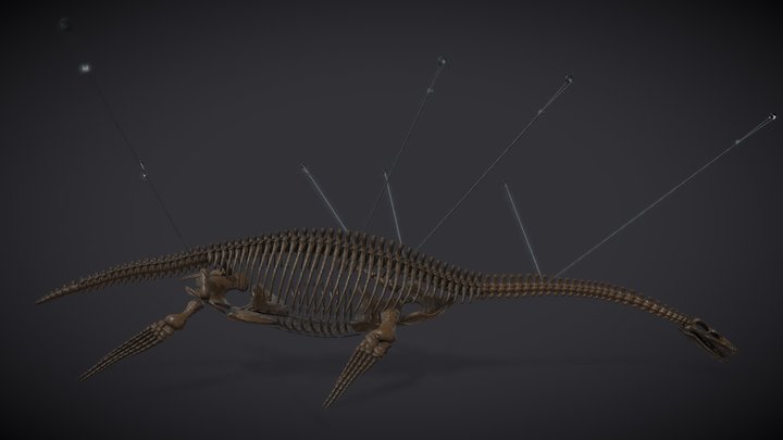 Museum Of Natural History | Plesiosaurus 3D Model