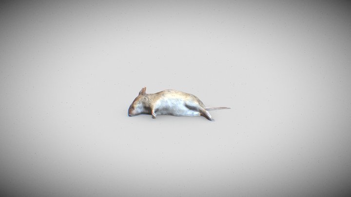 Dead Mouse 3D Model