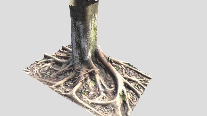 黄果树tree 3D Model