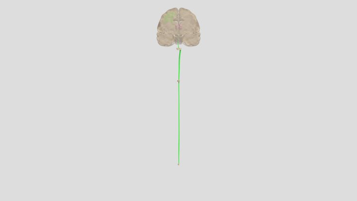 Dorsal Column 3.30 3D Model
