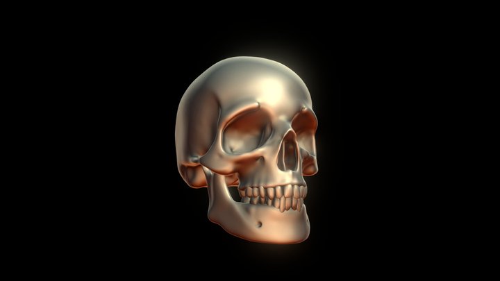 Human Skull
