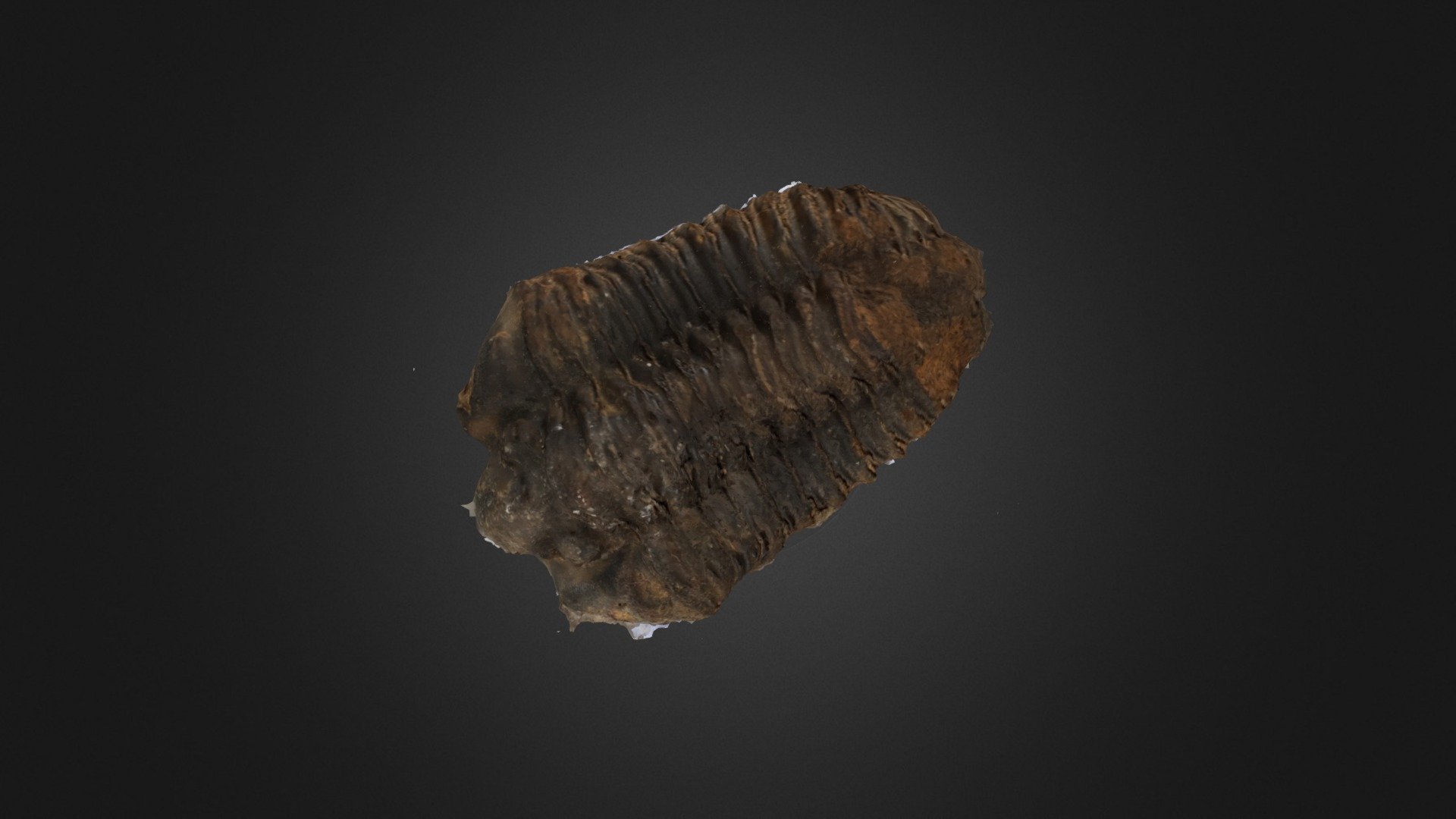 Trilobite