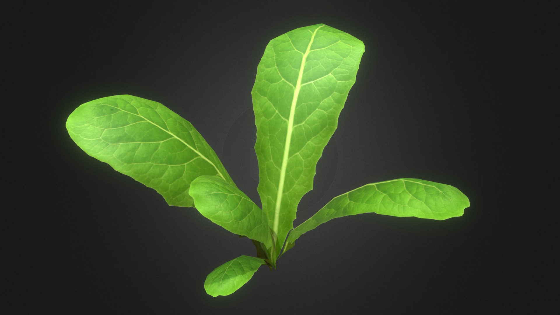 3D model Young lettuce - This is a 3D model of the Young lettuce. The 3D model is about a close-up of a leaf.