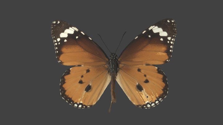 Danaus Chrysippus – Modello 3D gratuito STL