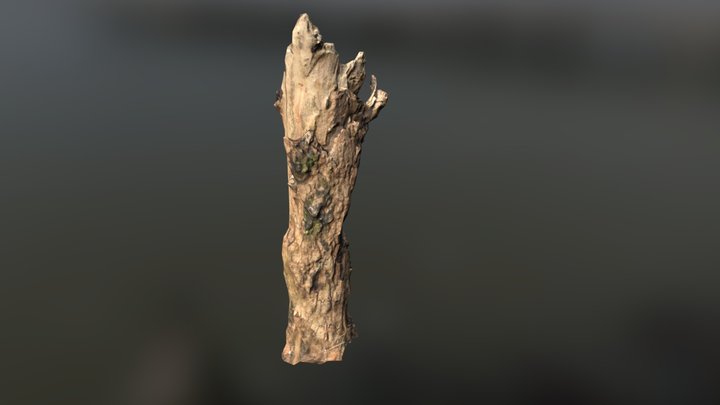 Tree Stump (Gameready) 3D Model