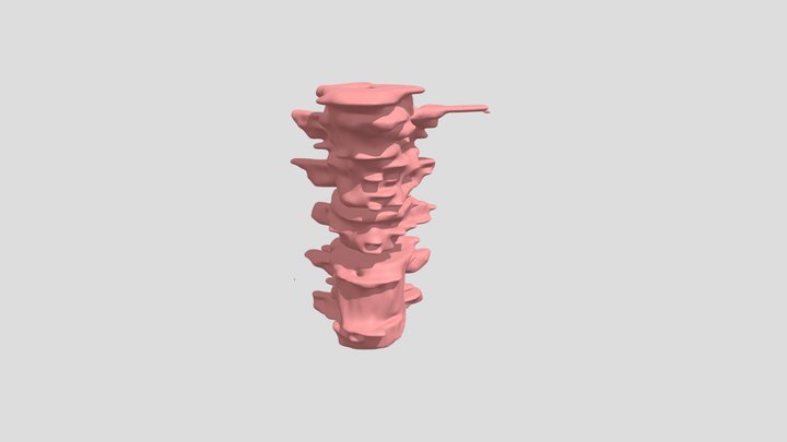 Thoracic Vertebrae 3D Model