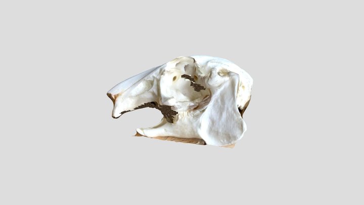 Snow shoe hare skull 3D Model