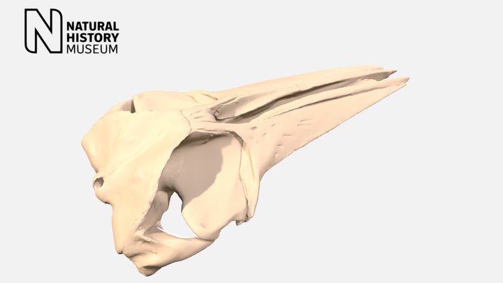 Bryde's whale cranium – Modello 3D gratuito STL