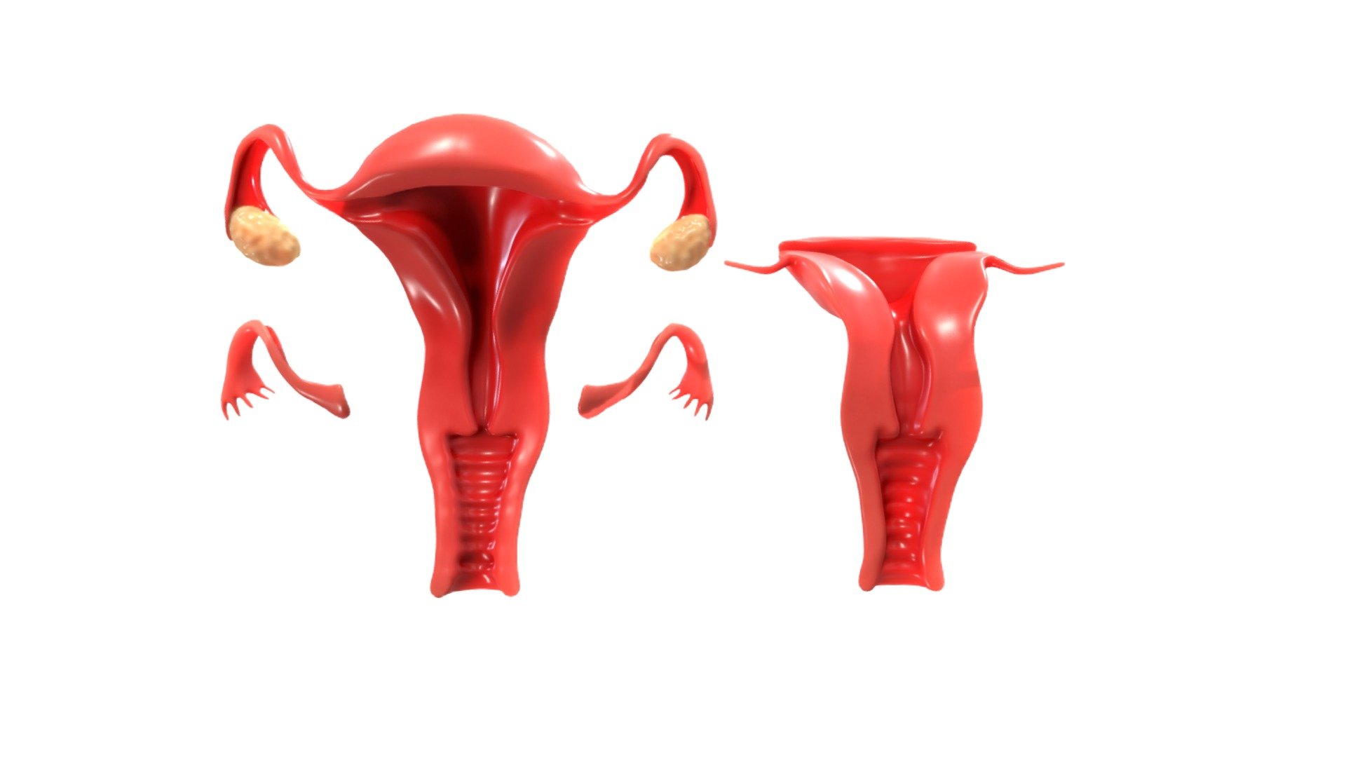 Female Reproductive System Animation Buy Royalty Free 3d Model By Zames1992 E2ad363 