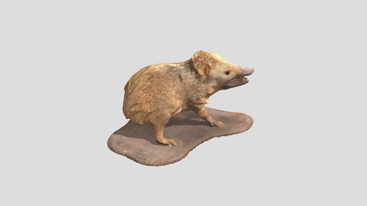 Tenrec ecaudatus 3D Model