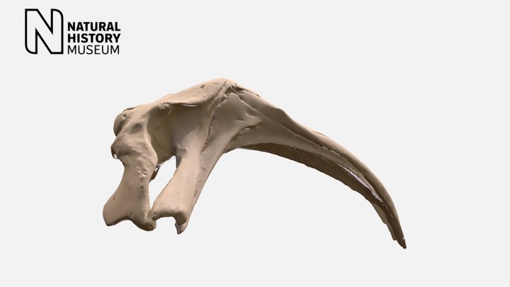 Southern right whale cranium – Kostenloses 3D-Modell STL